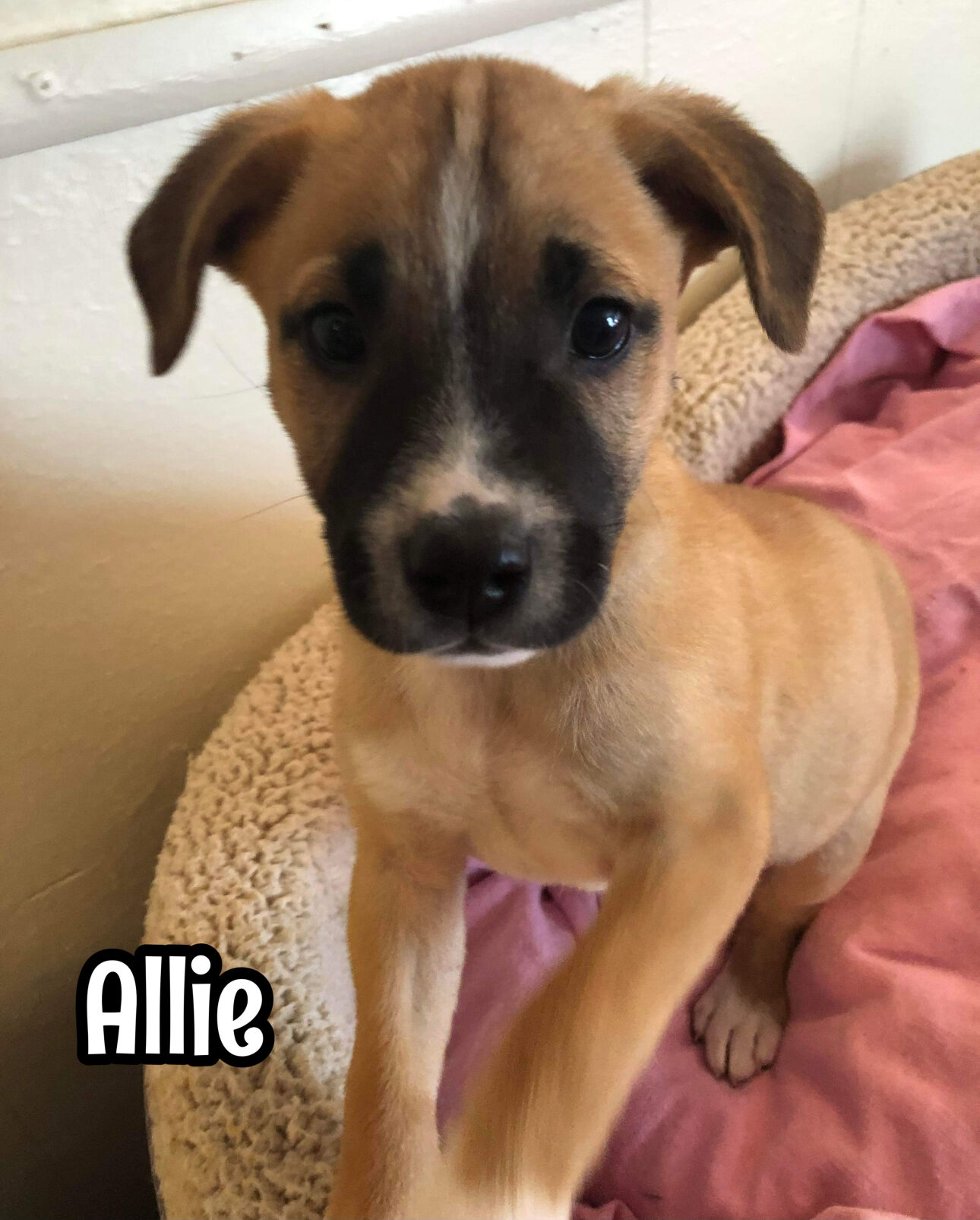Allie